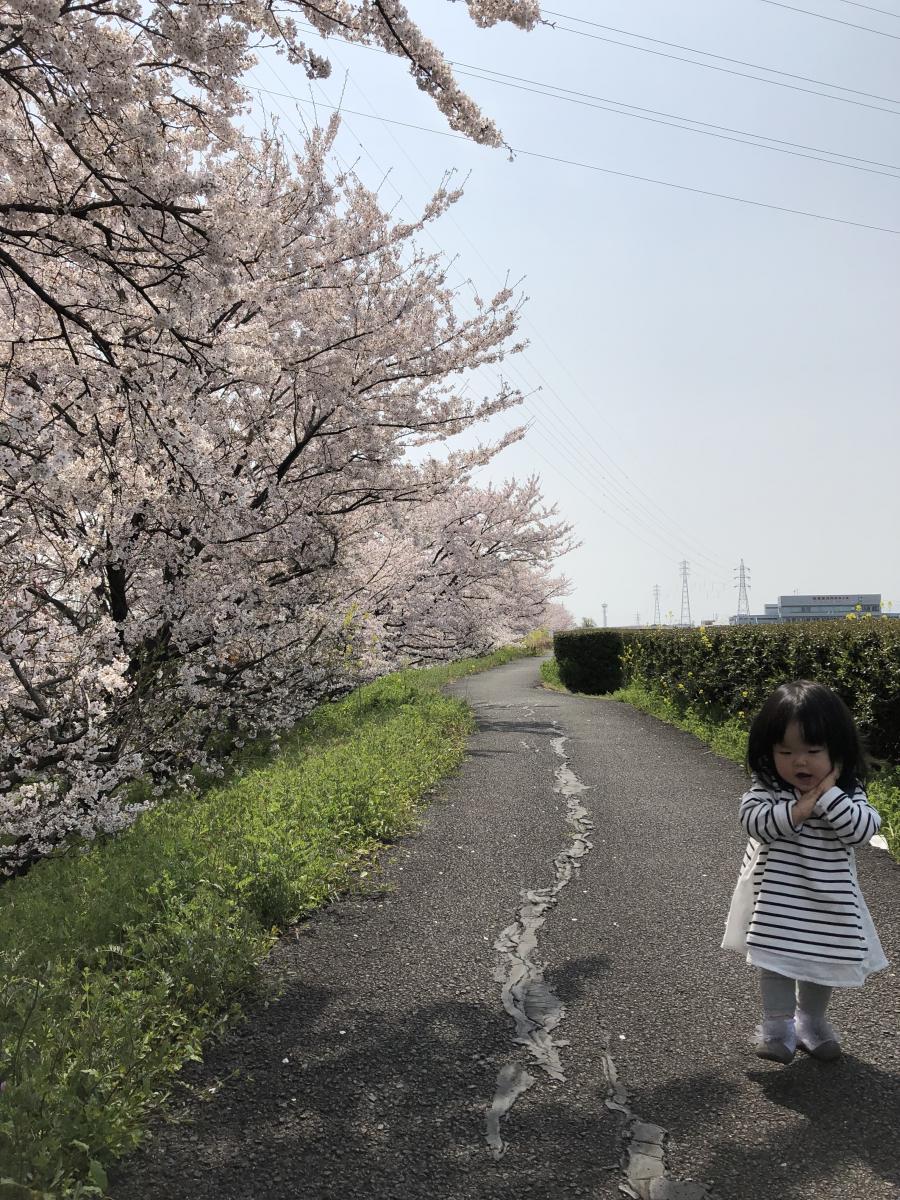 桜と私